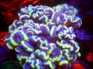 Bubble Coral.jpg