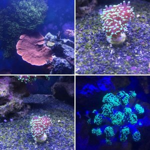 Johns corals