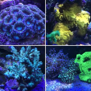Sharkey Corals 2018