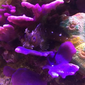 Playing sponge and Starry Blenny